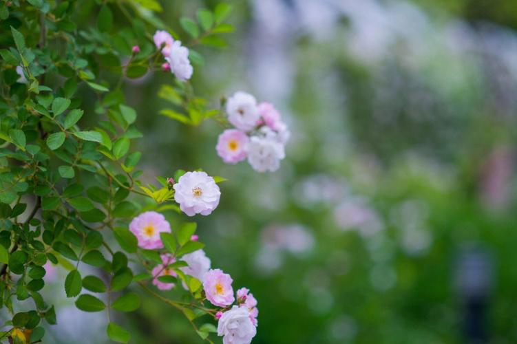 白色的蔷薇花图片（白色蔷薇花图片大全大图 唯美壁纸）-图3