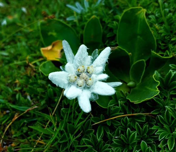 白色雪绒花（雪绒花是什么样的花）-图1