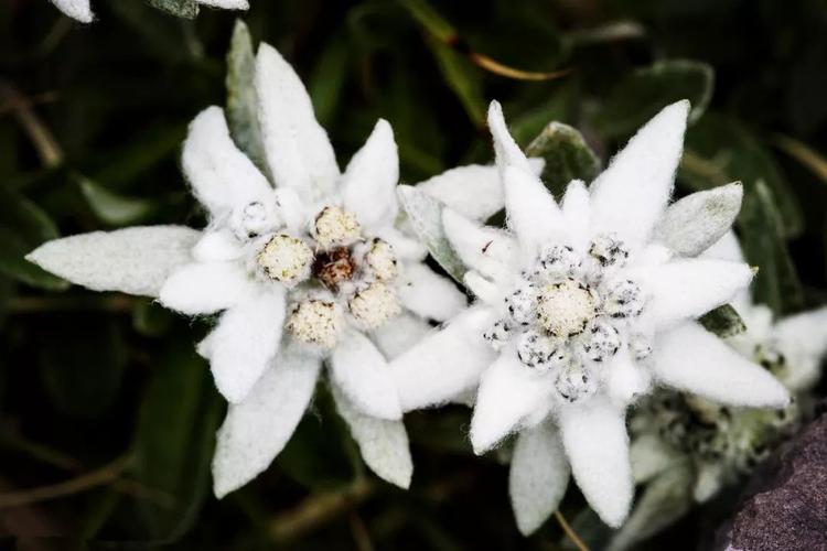 白色雪绒花（雪绒花是什么样的花）-图3