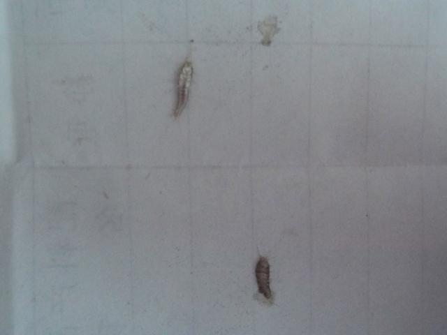 厕所白色有脚的虫子（卫生间白色虫子很多脚）-图3