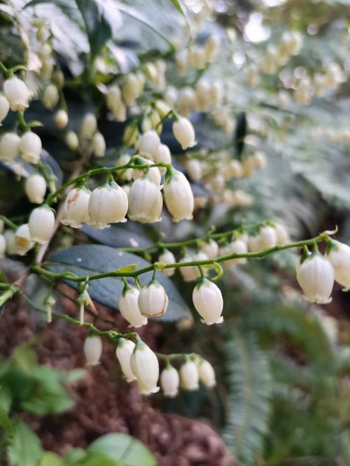 铃铛花白色（铃铛花是什么颜色的?）-图1