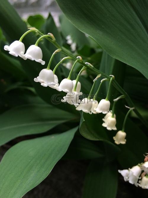 铃铛花白色（铃铛花是什么颜色的?）-图2