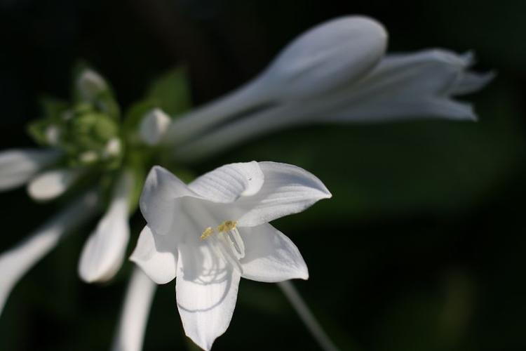 白色花有香味（白色花有香味怎么回事）-图3