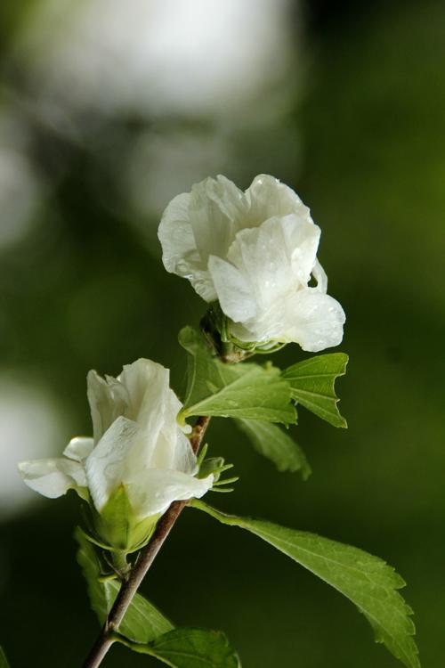 花期长的白色花（长长的白色的花）-图1