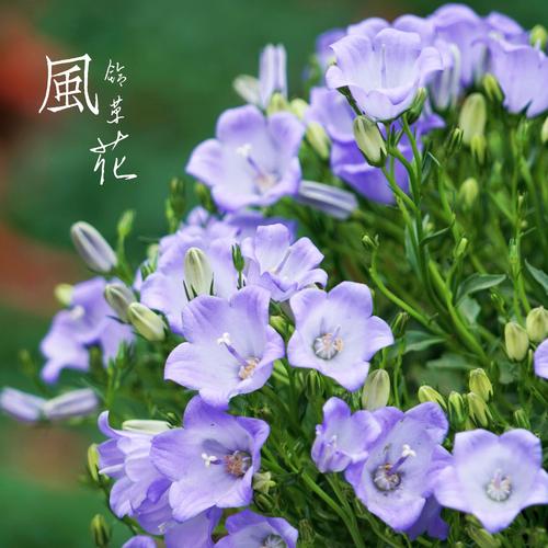 白色风铃草图片花语（白色风铃草花语是什么意思）-图1