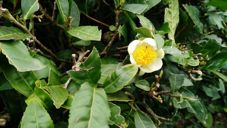 白色花瓣黄蕊茶花（白色花瓣黄蕊茶花叫什么）-图1