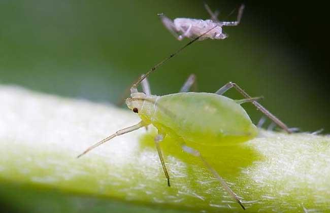蚜虫有白色吗（蚜虫旁边白色的条状物是什么）-图3
