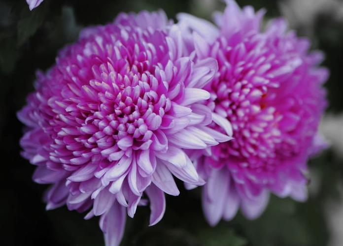 菊花紫白色什么品种（白紫色的菊花叫什么）-图3