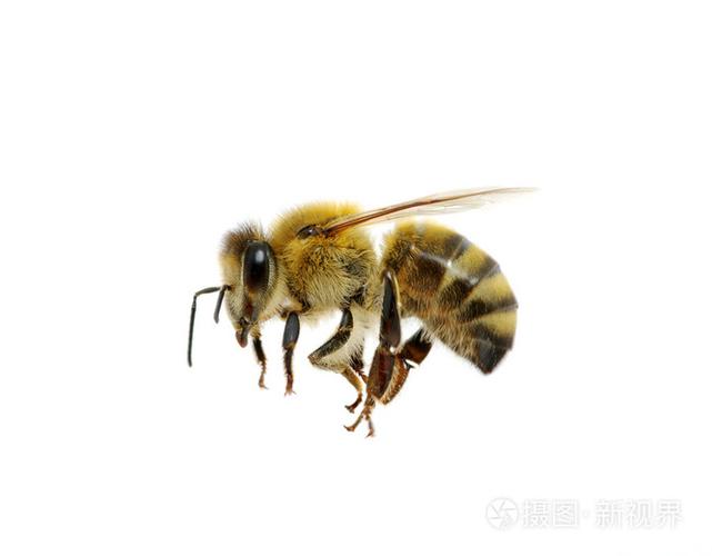 蜜蜂白色耐脏吗瓷砖（白色的蜜蜂是什么蜜蜂）-图1