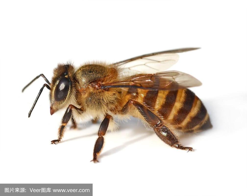 蜜蜂白色耐脏吗瓷砖（白色的蜜蜂是什么蜜蜂）-图3