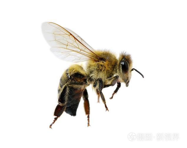 蜜蜂白色耐脏吗瓷砖（白色的蜜蜂是什么蜜蜂）-图2