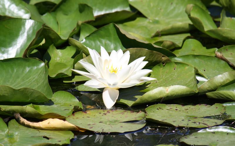 白色花瓣睡莲（睡莲花心白色绒毛）-图2