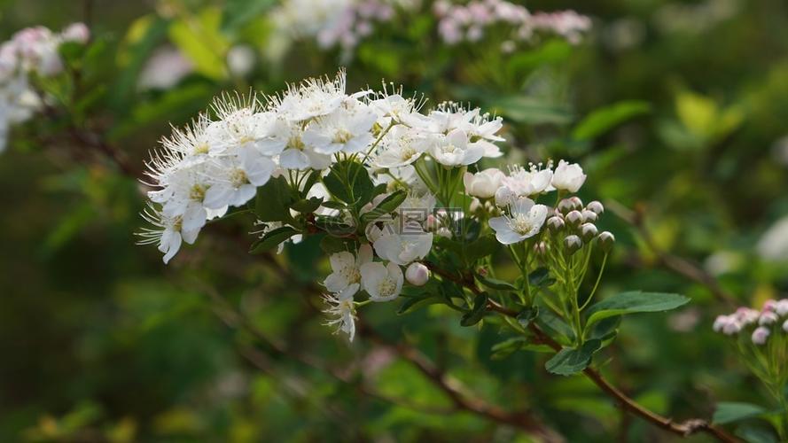 木本白色花图片大全（木本花木图案）-图2