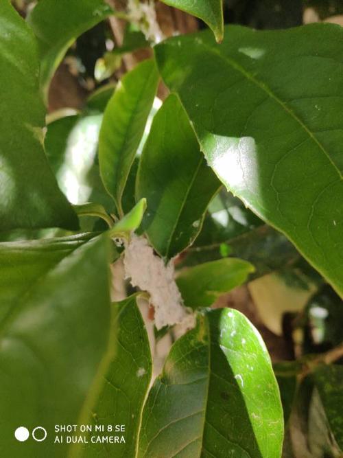 桂花上的白色虫子（桂花上的白色虫子叫什么）-图1