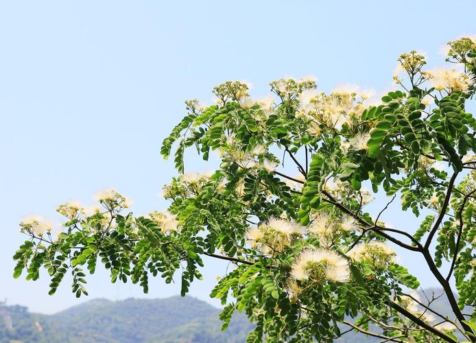 白色合欢树盆栽（合欢树开白花）-图3