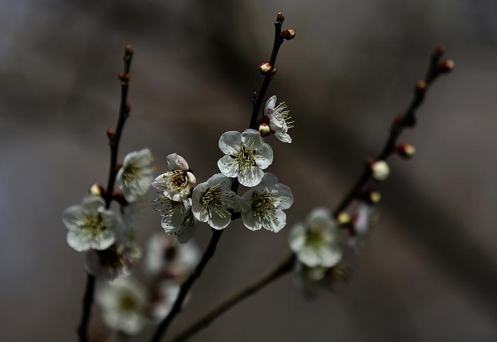 白色青梅花（白梅花和青梅花的区别）-图1