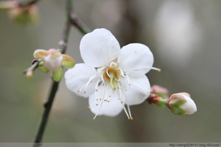 白色青梅花（白梅花和青梅花的区别）-图2