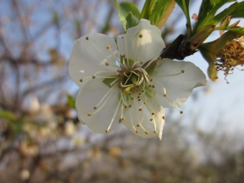 白色青梅花（白梅花和青梅花的区别）-图3