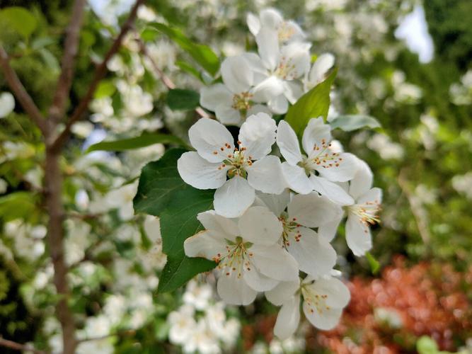 白色海棠（白色海棠花的寓意和象征）-图3