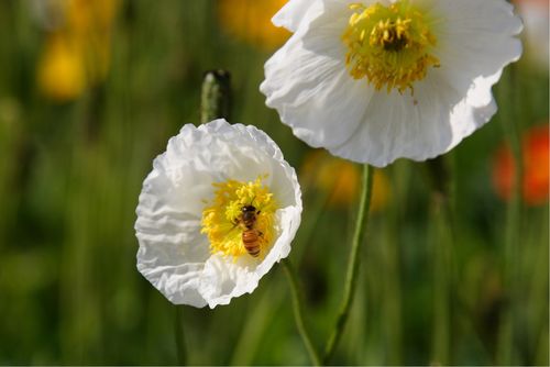 有白色虞美人吗（白色虞美人的花语和寓意是什么）-图2