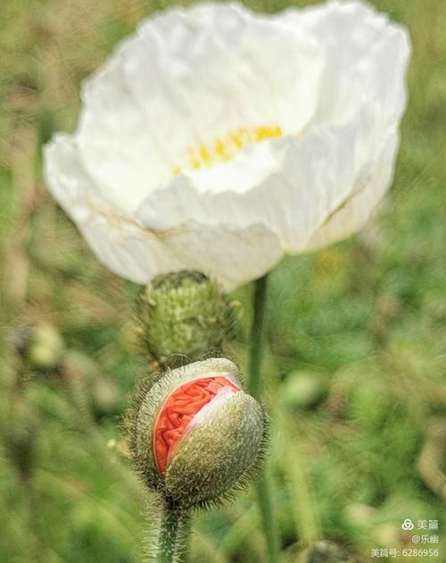 有白色虞美人吗（白色虞美人的花语和寓意是什么）-图3