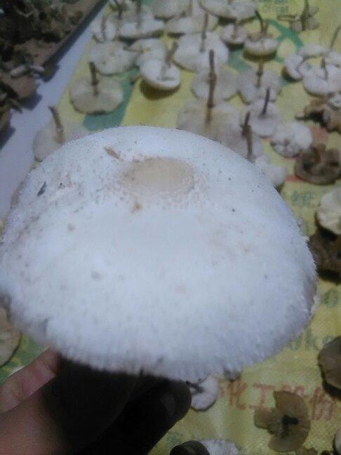 花盆白色菌（花盆里的白色蘑菇有毒吗）-图3