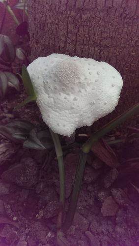 花盆白色菌（花盆里的白色蘑菇有毒吗）-图2