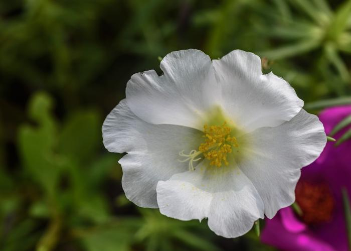 白色不吉利的花（白色的花风水）-图1