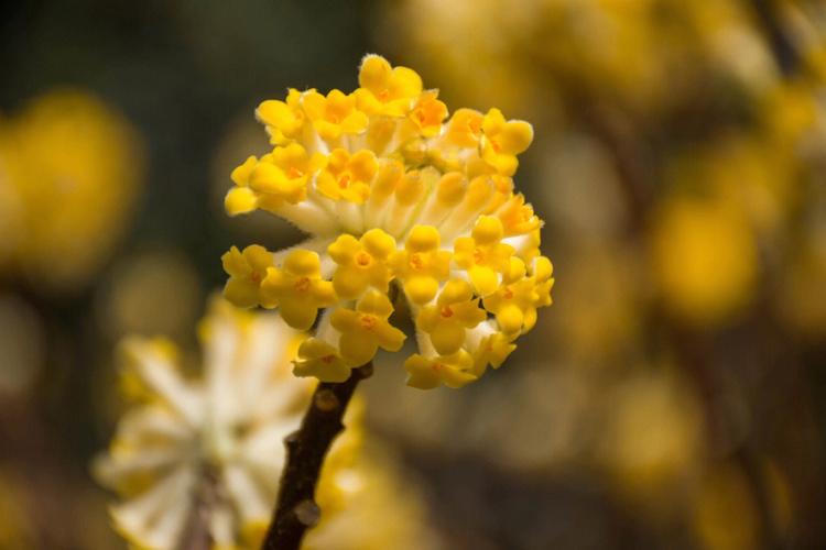 结香花白色（结香花难闻）-图3