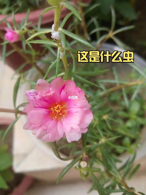 太阳花白色虫子（太阳花白色虫子图片）-图3