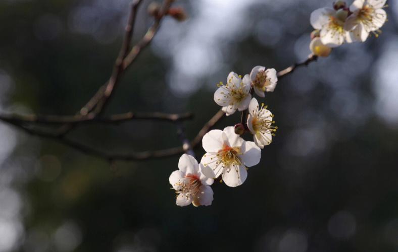 白色梅花是什么品种（白色梅花是什么品种的花）-图3