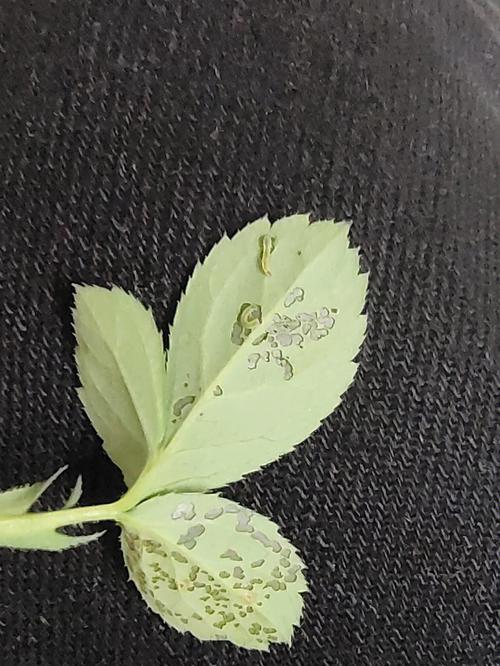 月季上有白色虫子（月季上的白色虫子）-图2