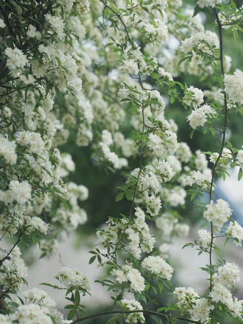 木本白色花朵（木本开白色很香的花是什么花）-图1