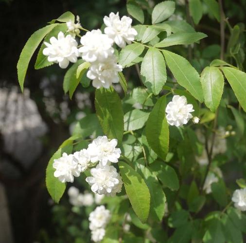 木本白色花朵（木本开白色很香的花是什么花）-图3