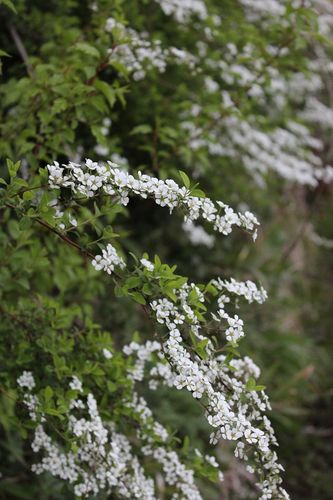 攀爬植物开白色长串花（成串的白色花）-图3