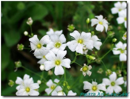 伞状花序白色五瓣（伞状花序白色五瓣是什么花）-图2