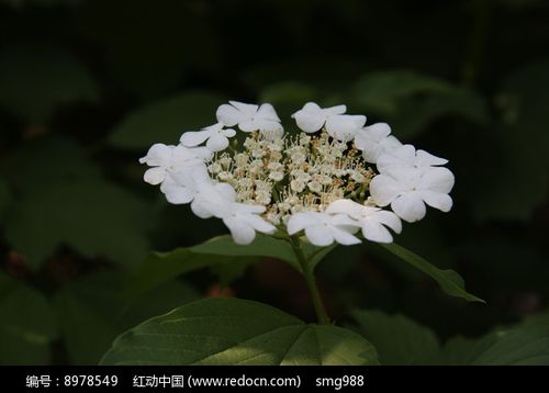 伞状花序白色五瓣（伞状花序白色五瓣是什么花）-图3