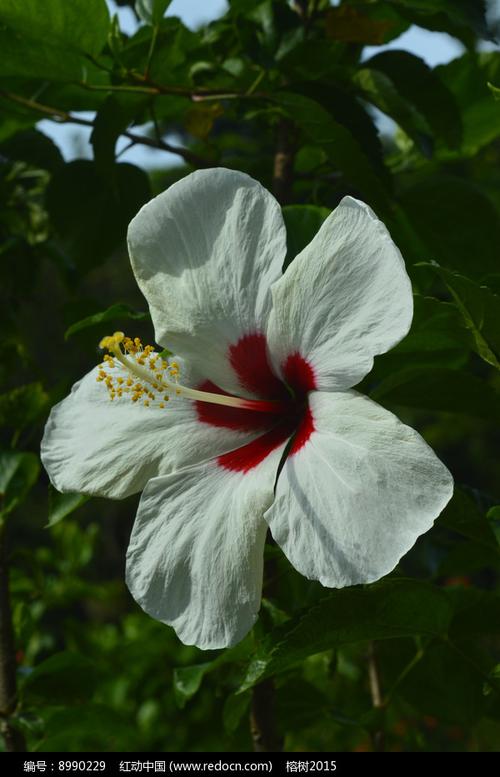 白色扶桑花（白色扶桑花,犹如翩翩起舞的天使）-图1