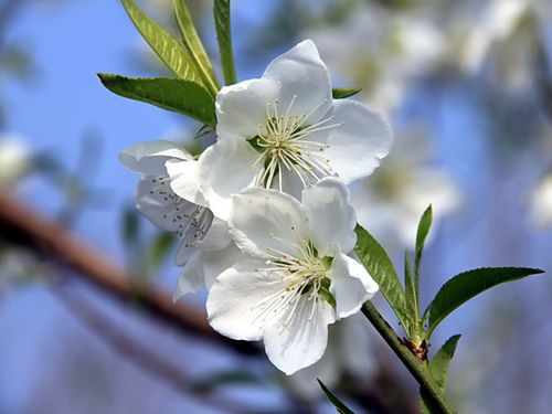 白色类似于桃花（白色类似于桃花的花）-图3