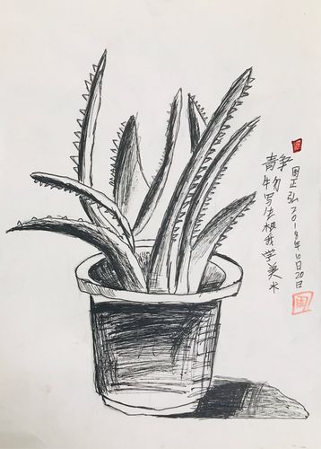 黑白色条纹芦荟（芦荟黑白画）-图1