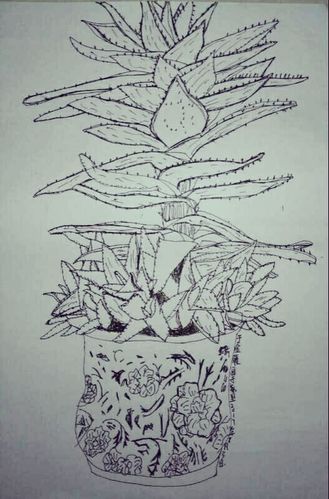 黑白色条纹芦荟（芦荟黑白画）-图2