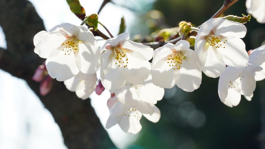 白色樱花的花名（白色樱花花语及象征意义）-图3