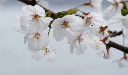 白色樱花的花名（白色樱花花语及象征意义）-图2