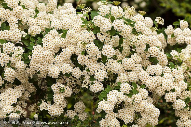 南方花坛常用白色花卉（南方白色花的树）-图3