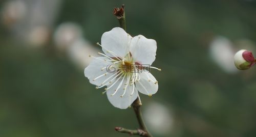 白色梅花初期花蕾图片（白色梅花的图片）-图1