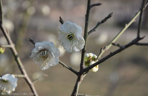 白色梅花初期花蕾图片（白色梅花的图片）-图2