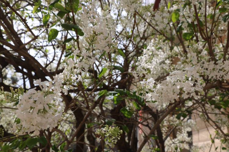 白色香花（白色香花大树）-图1