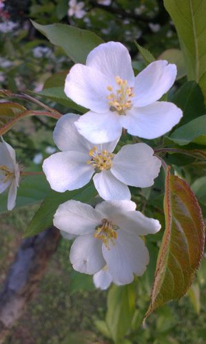 白色花大叶子植物（白色花大叶子什么名字）-图2