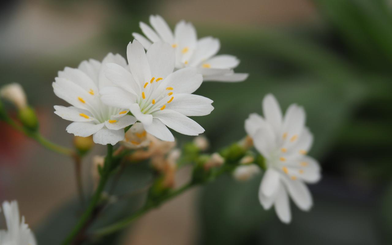 露薇花白色（露薇花花期长吗）-图3