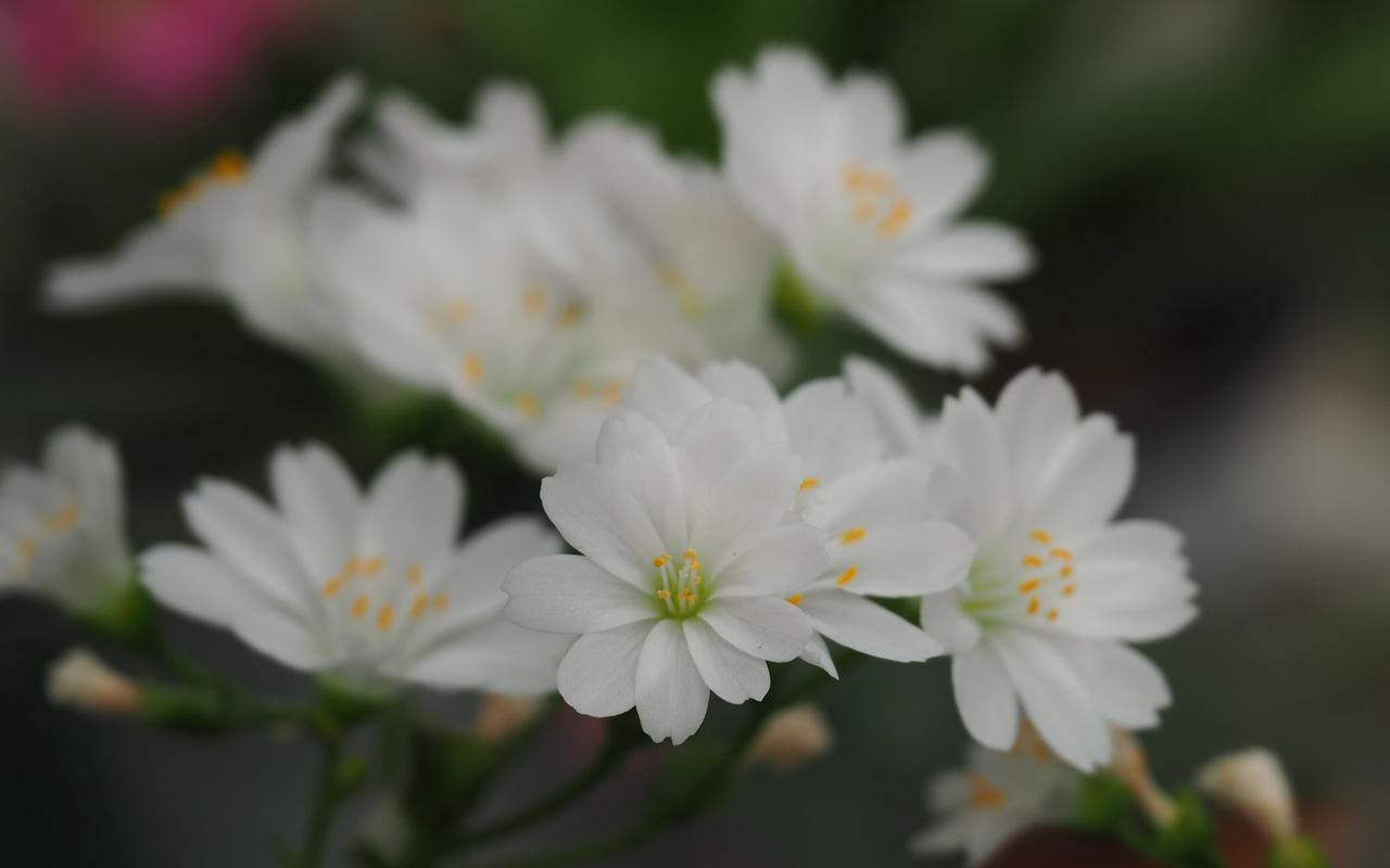 露薇花白色（露薇花花期长吗）-图1